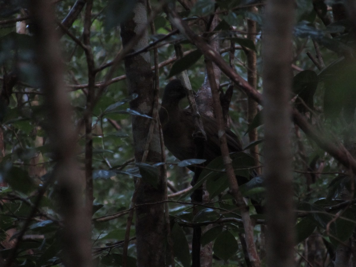 Plain Chachalaca - Victoria Estrella