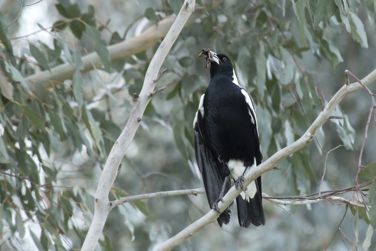 Australian Magpie (White-backed) - ML376460341