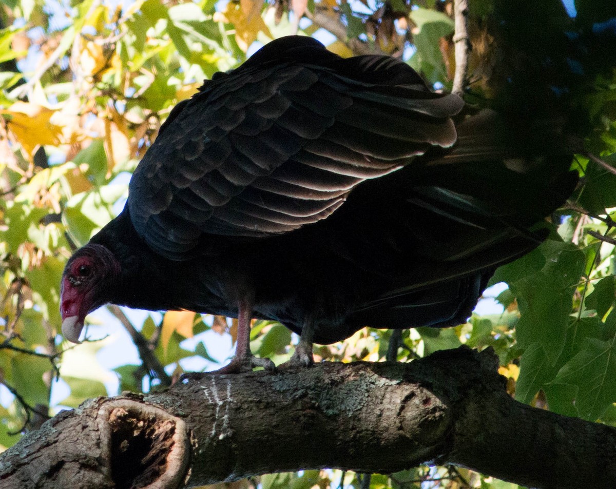 Turkey Vulture - ML37646081