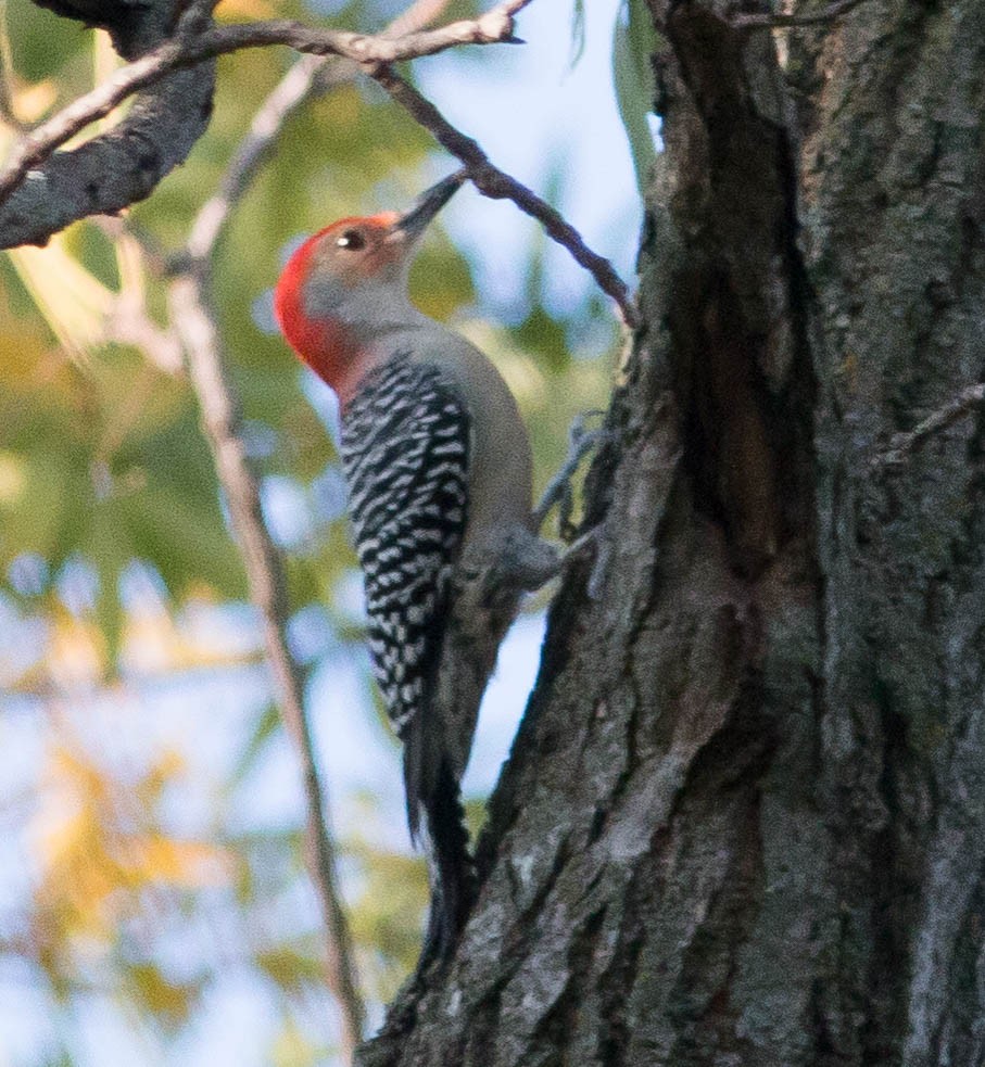 Red-bellied Woodpecker - ML37646121