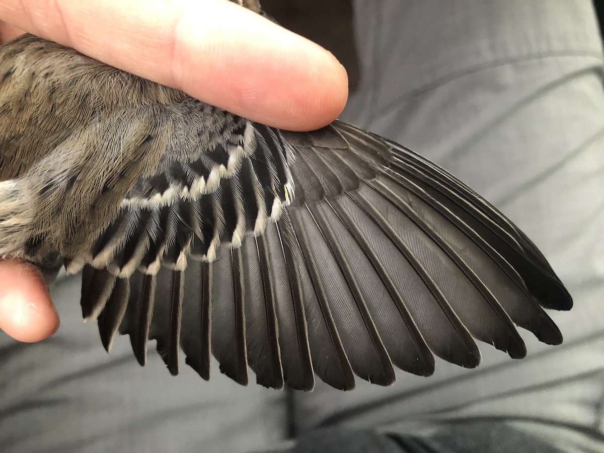 Yellow-rumped Warbler (Audubon's) - ML376461851