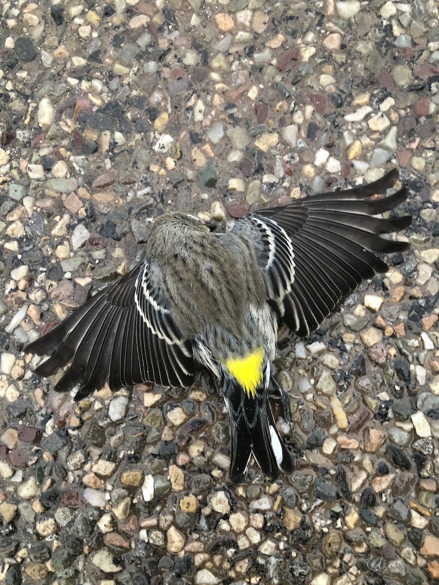 Yellow-rumped Warbler (Audubon's) - ML376461881