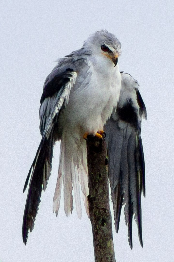 White-tailed Kite - Aurelis Carolina Murga Cabrera