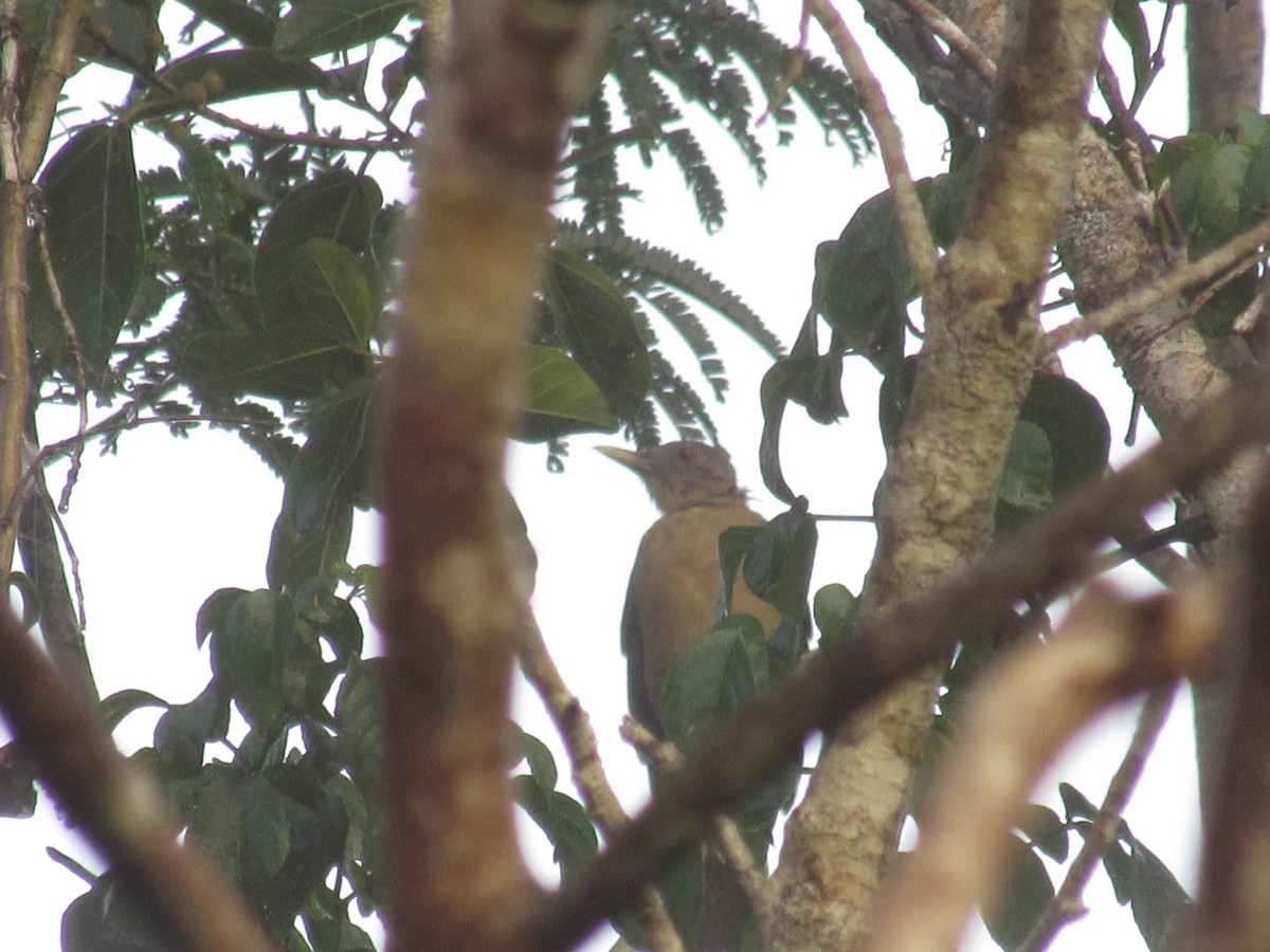 Clay-colored Thrush - ML376462001