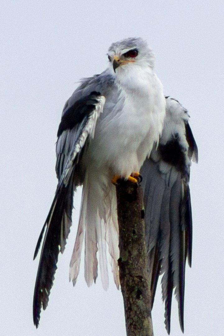 White-tailed Kite - Aurelis Carolina Murga Cabrera
