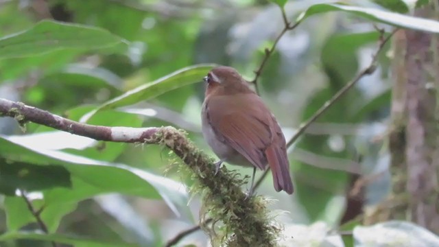 Eyebrowed Jungle Flycatcher - ML376463651