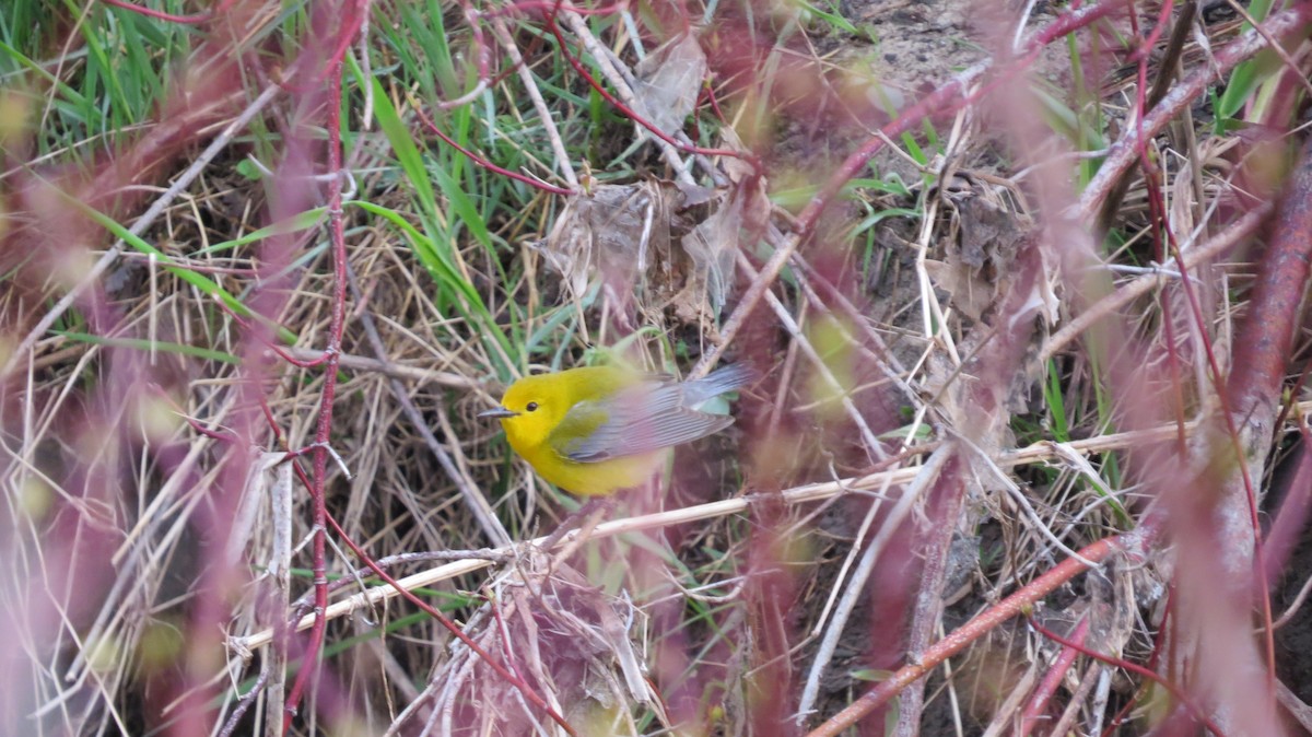 Prothonotary Warbler - ML37646401