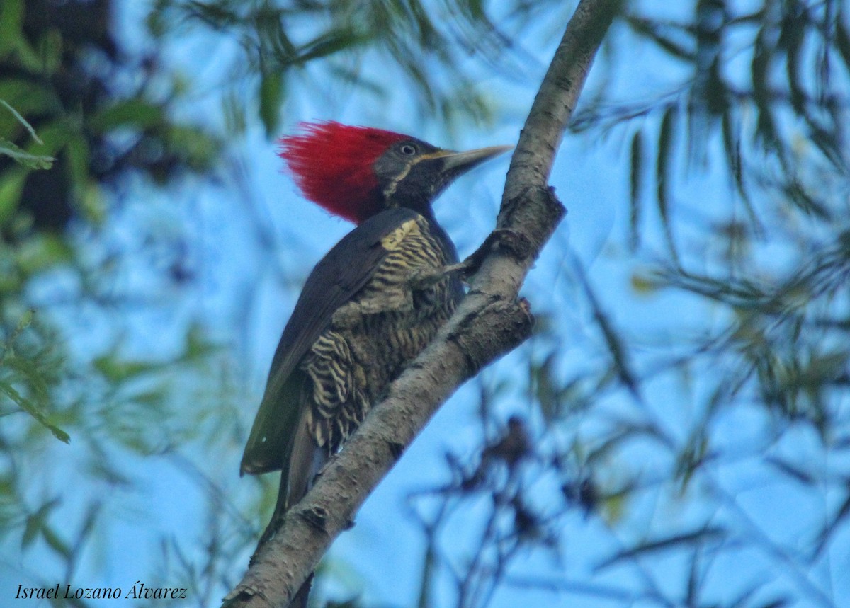 Lineated Woodpecker - Israel Lozano Álvarez