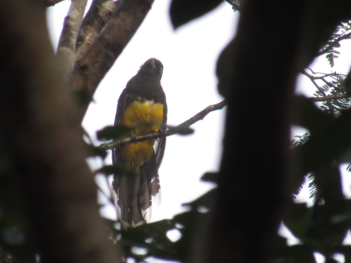 Trogon à tête noire - ML376464941