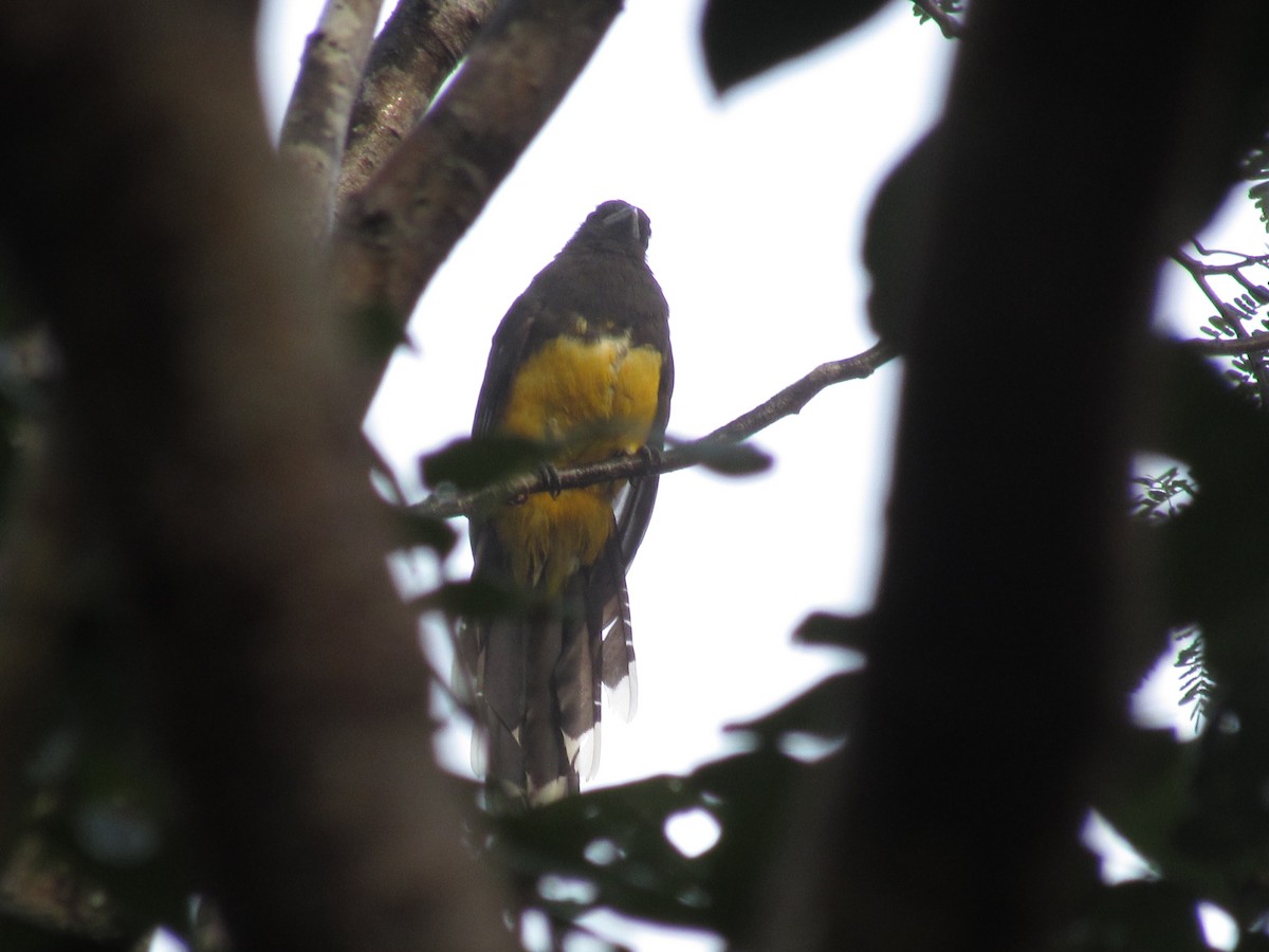 Trogon à tête noire - ML376464971