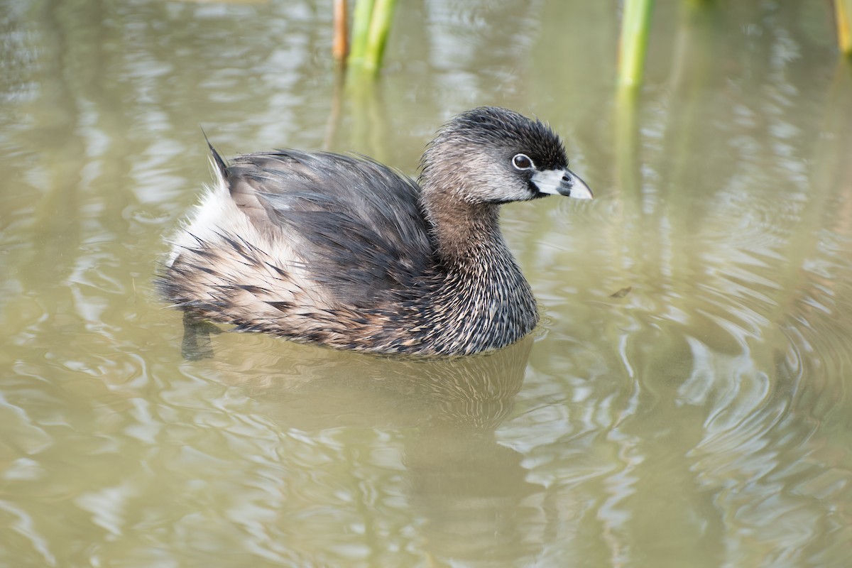 Pied-billed Grebe - Jeff Langford