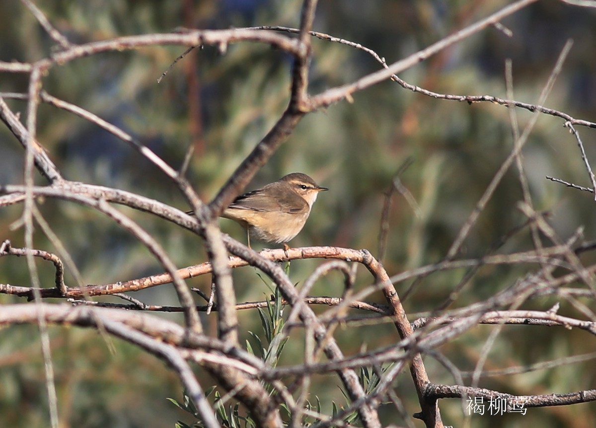 Dusky Warbler - ML376466531