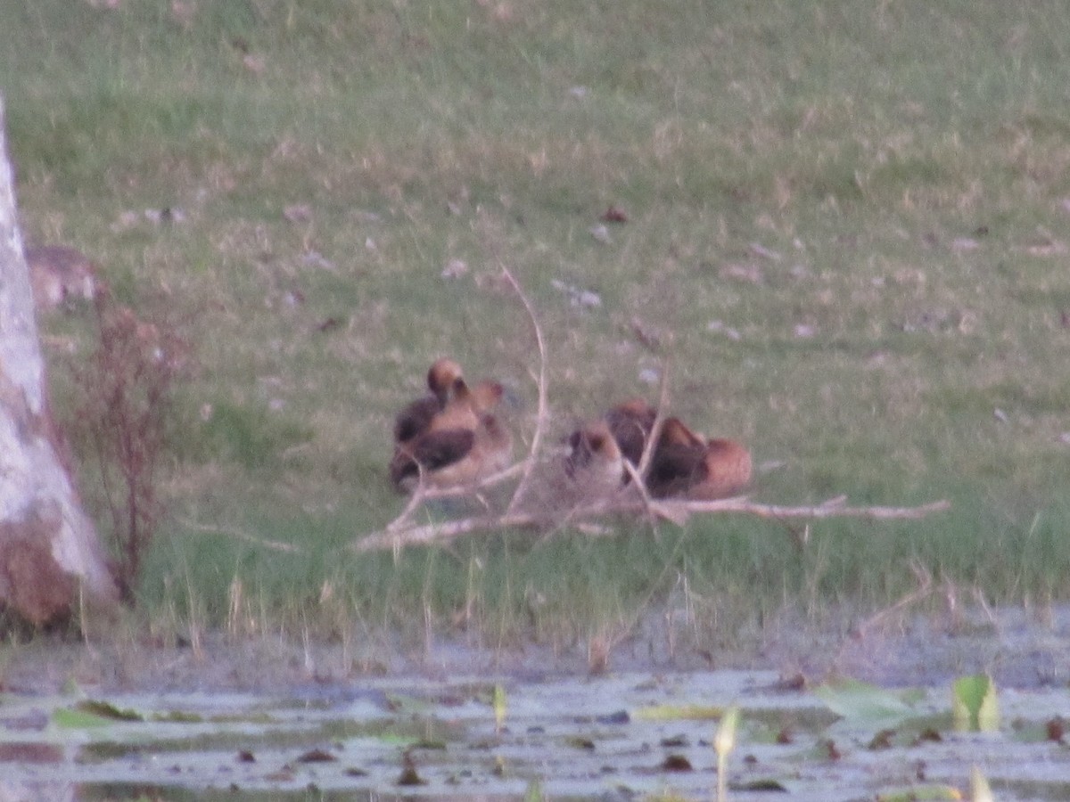 Fulvous Whistling-Duck - ML376466541