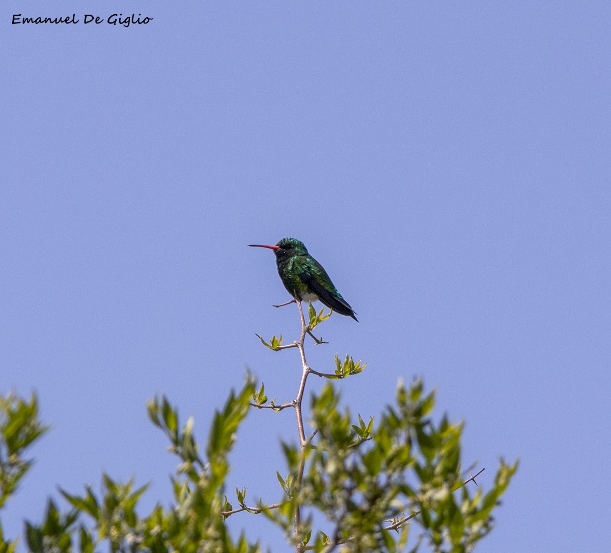 Glittering-bellied Emerald - ML376466731