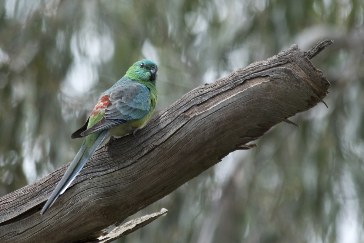 Red-rumped Parrot - ML376466941