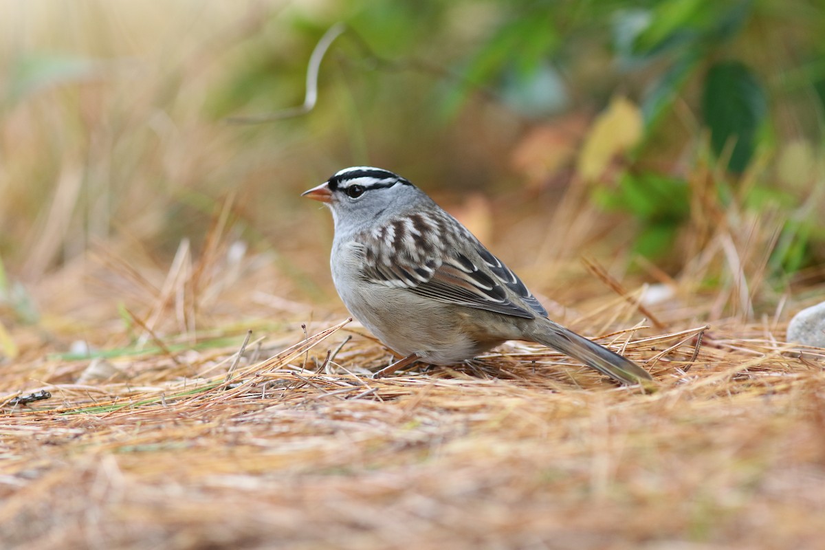 Bruant à couronne blanche - ML376467271