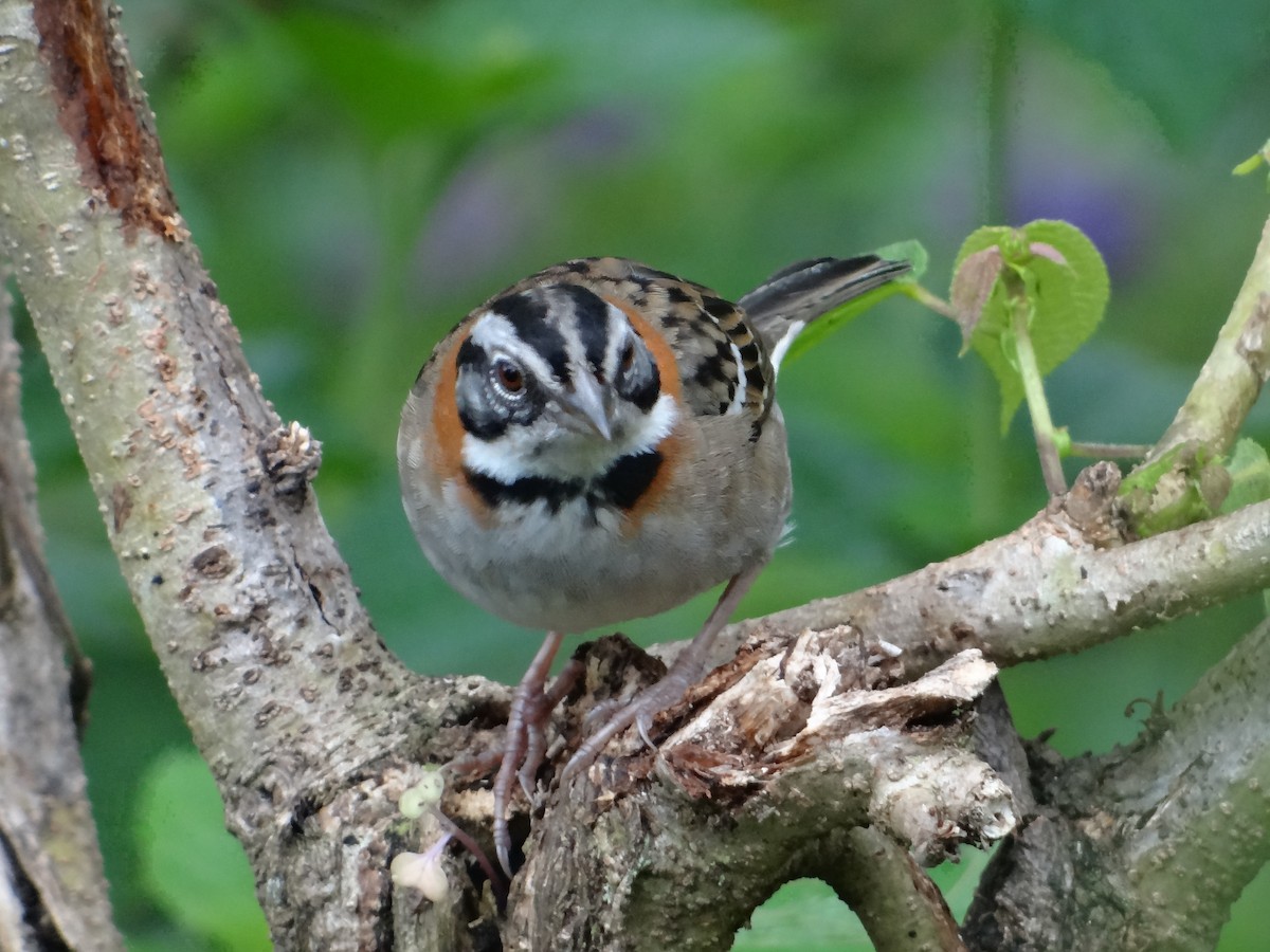 Rufous-collared Sparrow - ML376467601