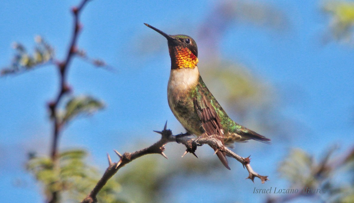Ruby-throated Hummingbird - Israel Lozano Álvarez