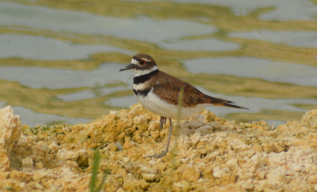 Killdeer - Keith M Kemp