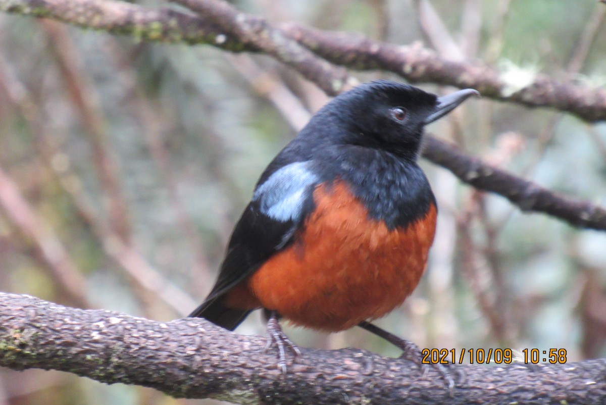 Chestnut-bellied Flowerpiercer - ML376468971