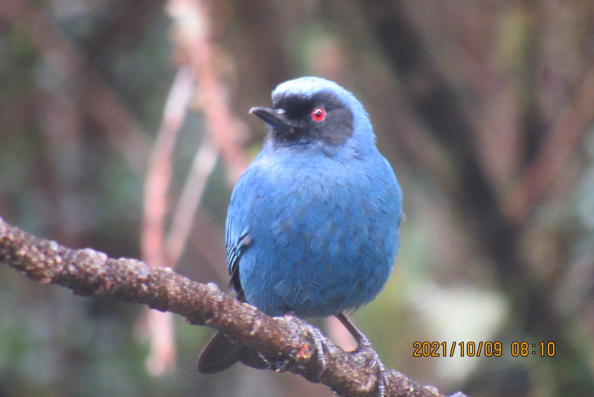 Masked Flowerpiercer - ML376469471