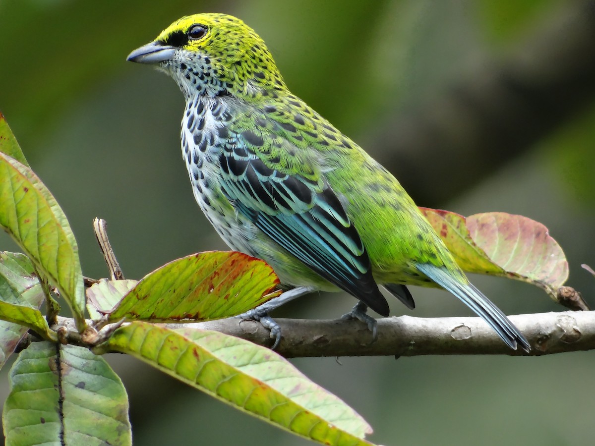 Speckled Tanager - ML376469781