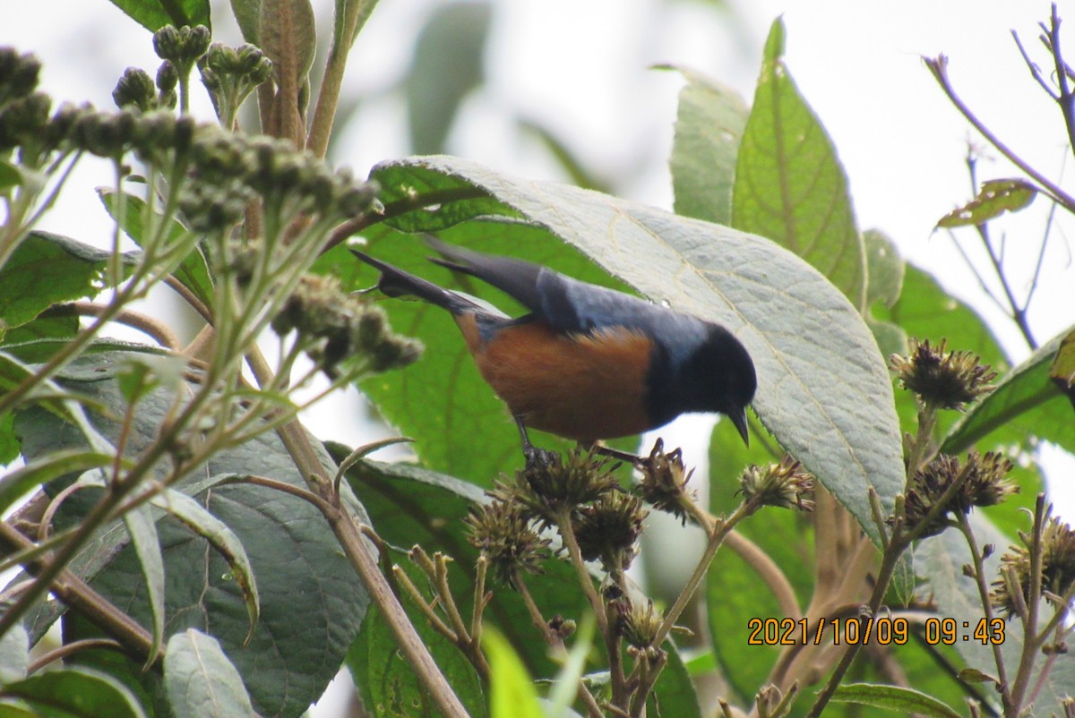 Blue-backed Conebill - ML376470051