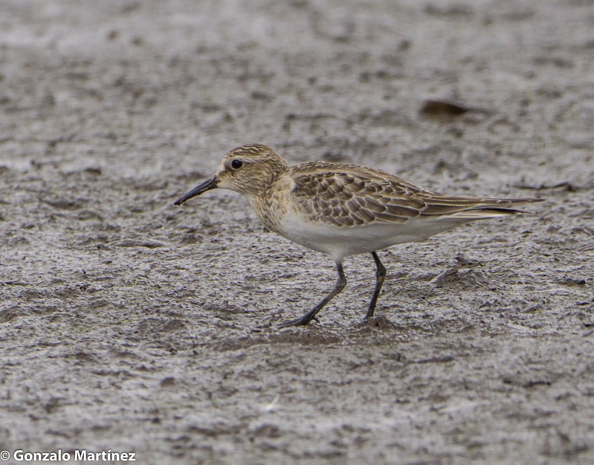 Baird's Sandpiper - ML376470251