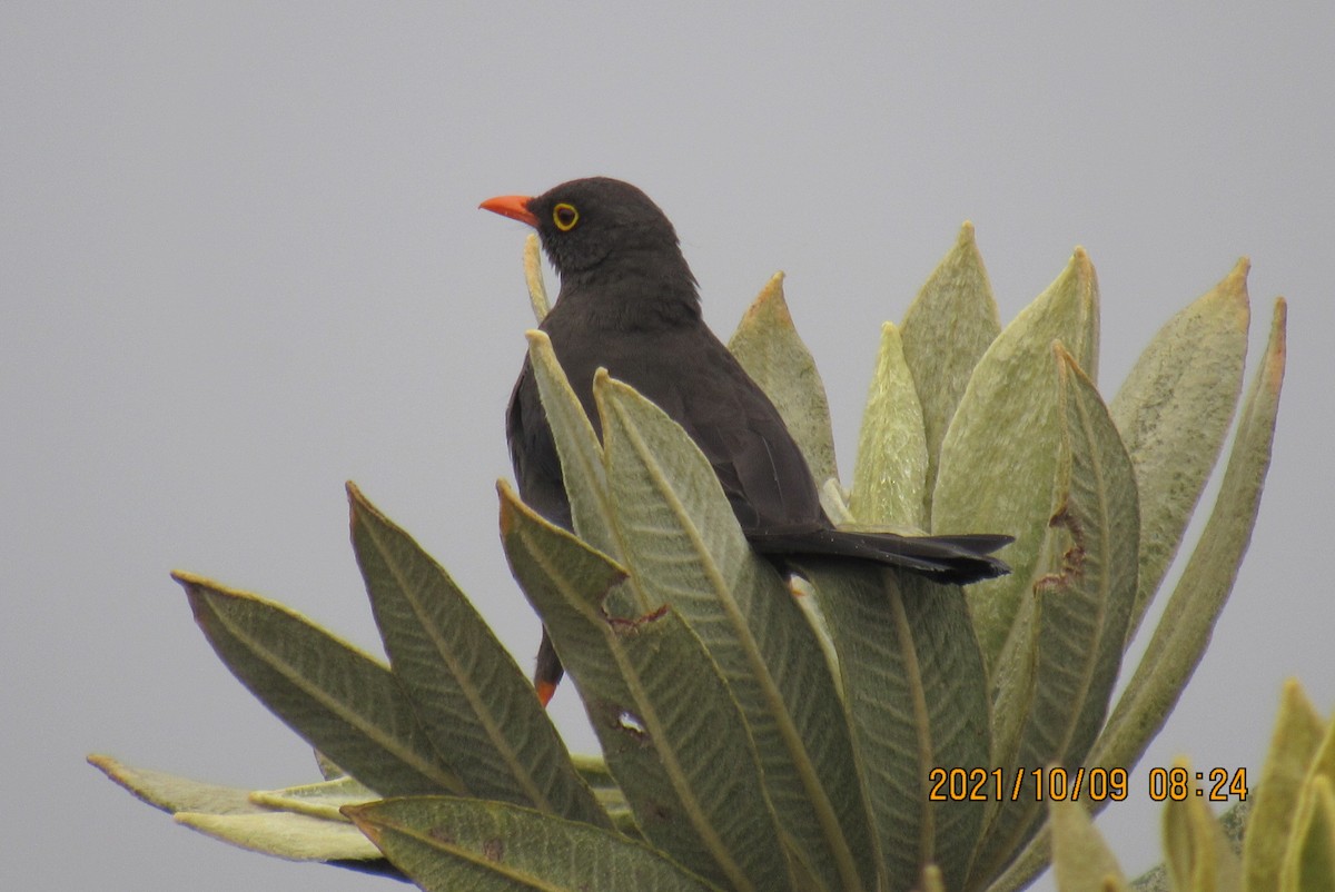 Great Thrush - ML376470551