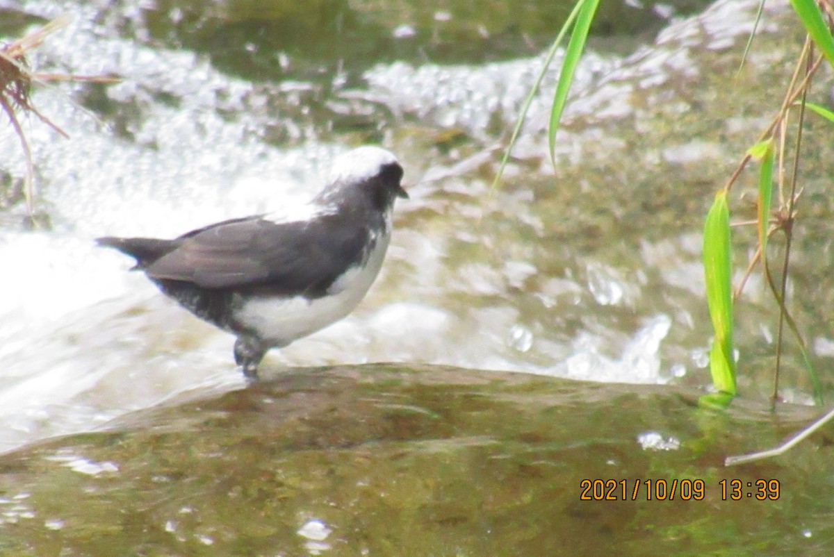 White-capped Dipper - ML376470961