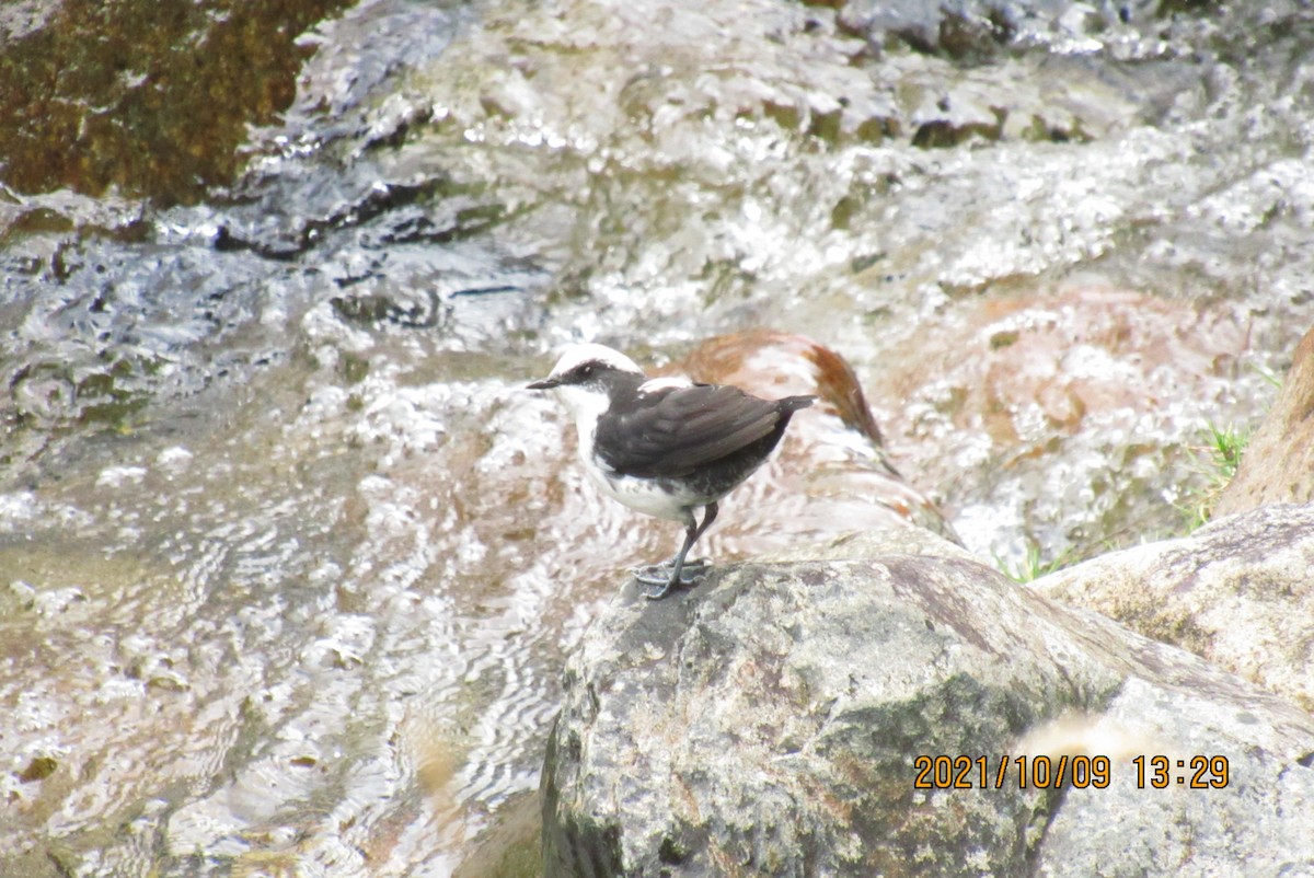 White-capped Dipper - ML376470971