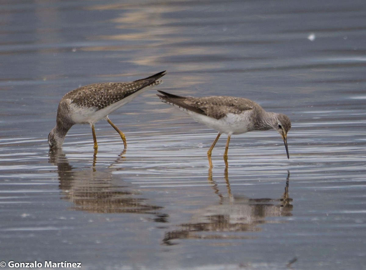 Lesser Yellowlegs - ML376471161