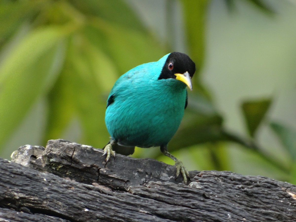 Green Honeycreeper - San Gerardo's Birds