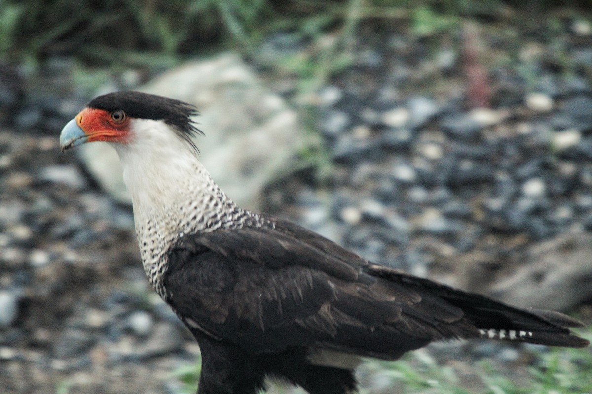 Caracara Carancho - ML376472091