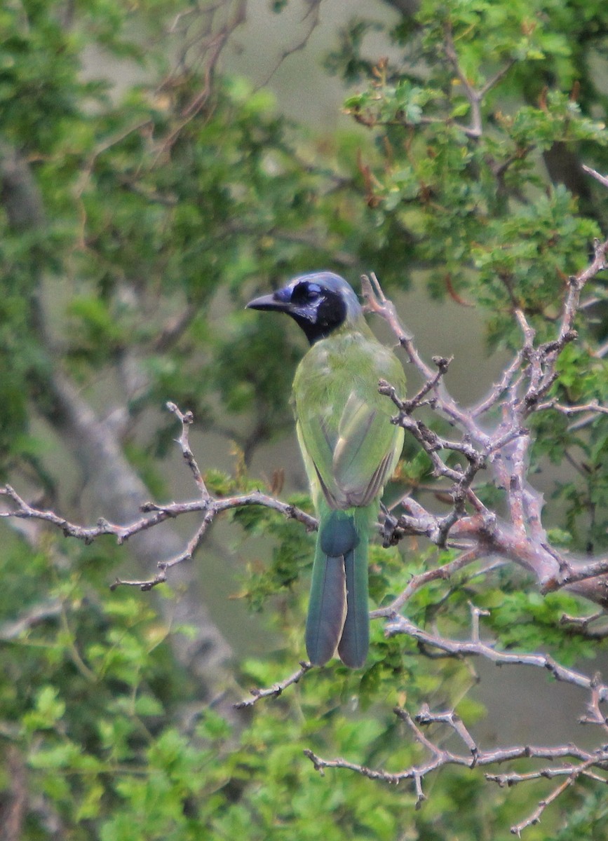 Green Jay - Israel Lozano Álvarez