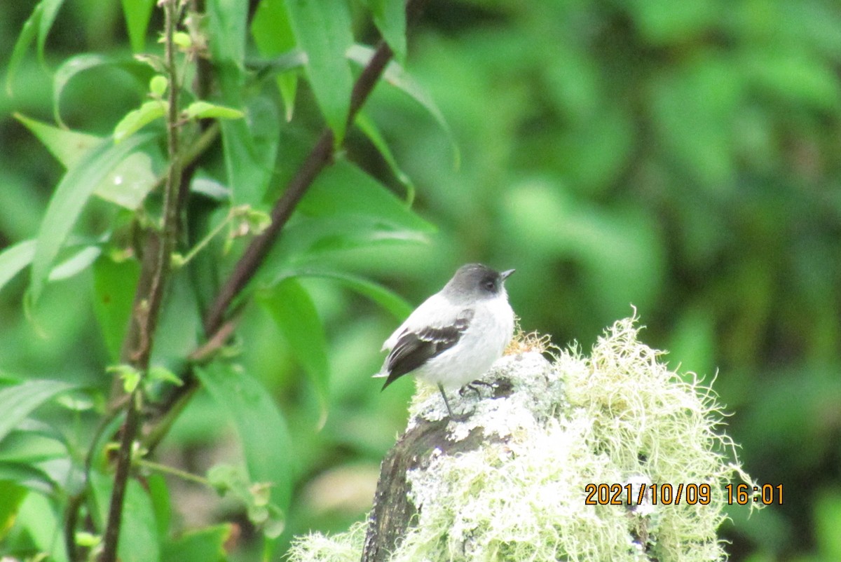 Torrent Tyrannulet - Arvey  Mantilla