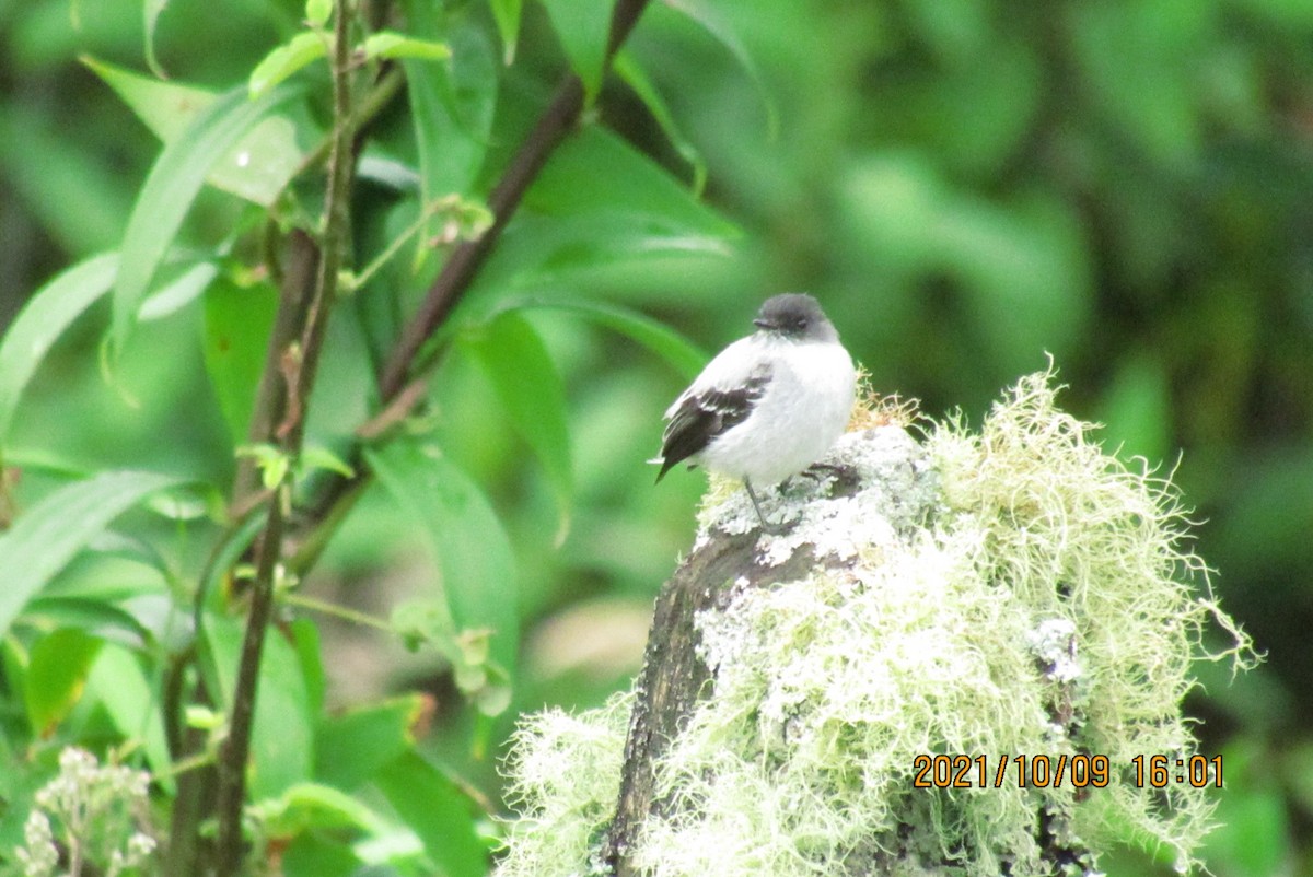 Torrent Tyrannulet - ML376472241