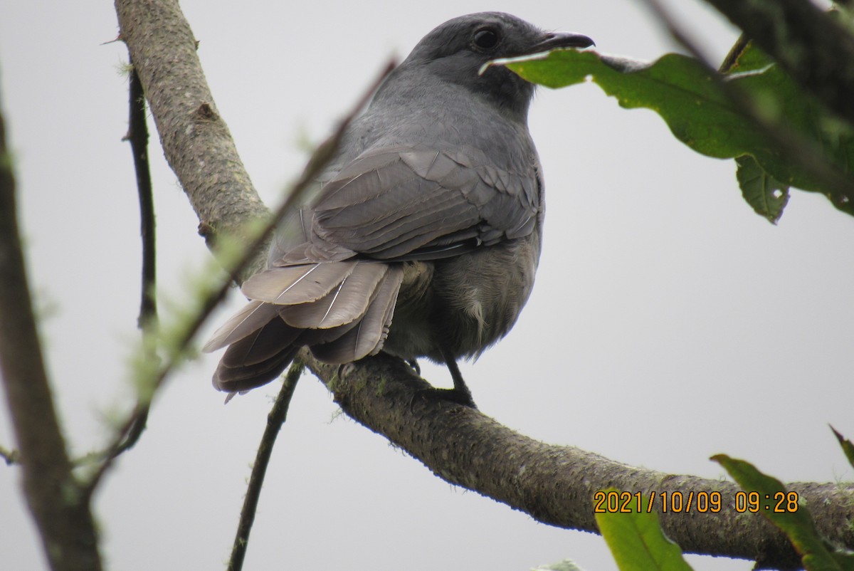 Dusky Piha - ML376472611