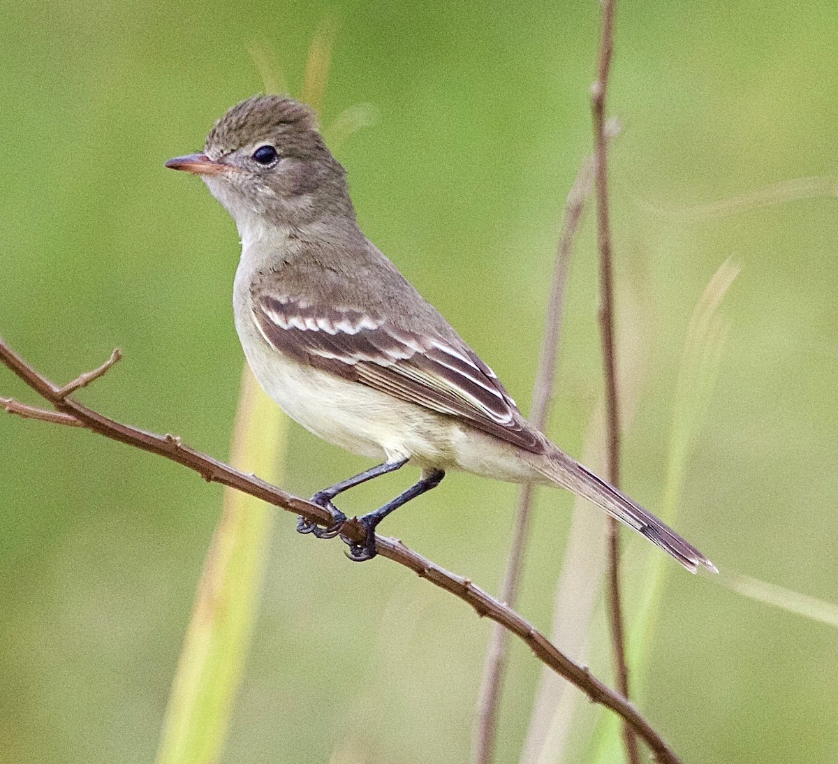 Lesser Elaenia - Karl Overman