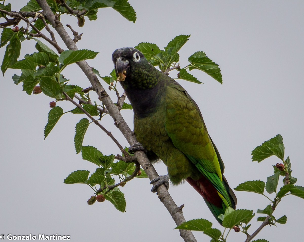 Scaly-headed Parrot - ML376472711