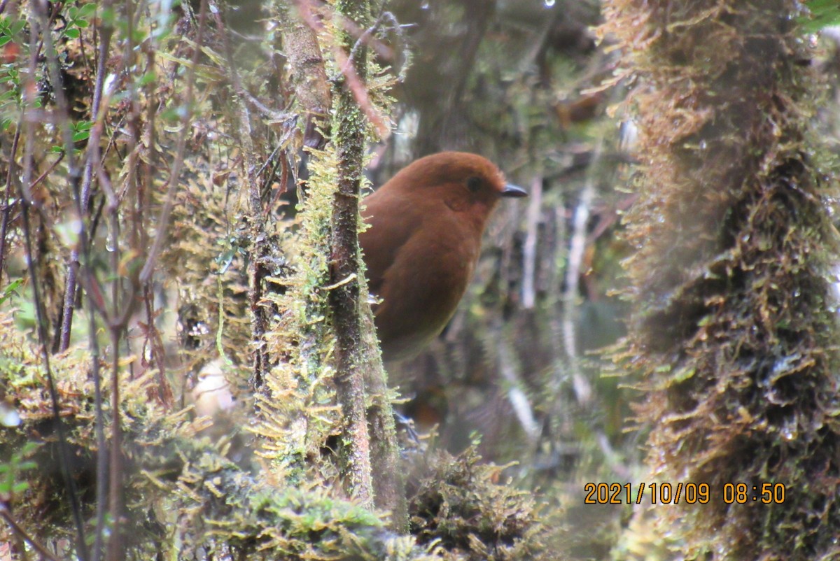 Chami Antpitta - ML376473611