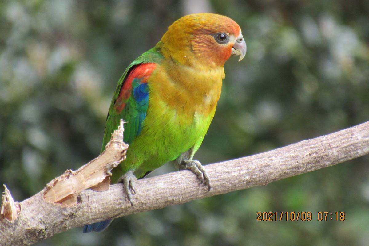 Rusty-faced Parrot - Arvey  Mantilla