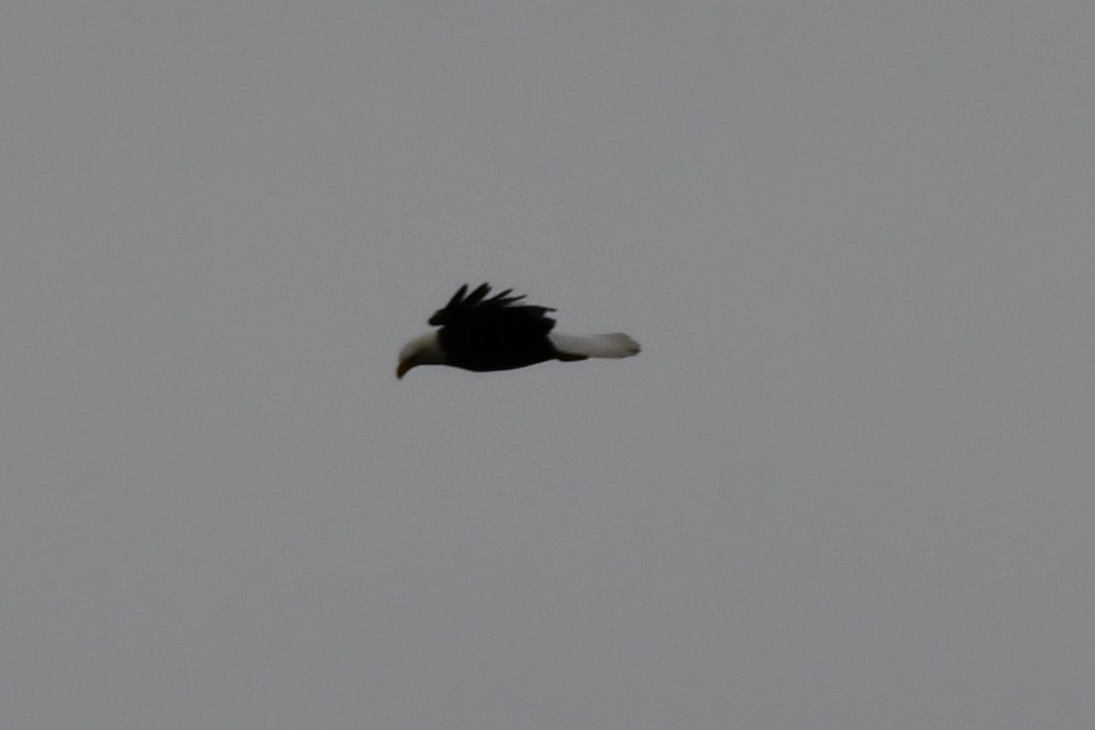 Bald Eagle - ML376473941