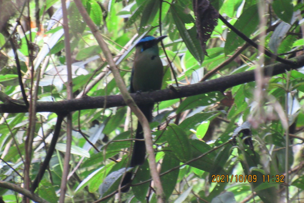 Andean Motmot - ML376474321