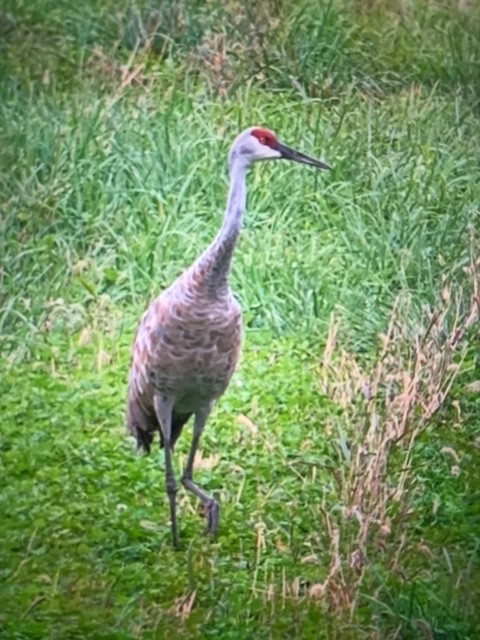 Sandhill Crane - ML376474381