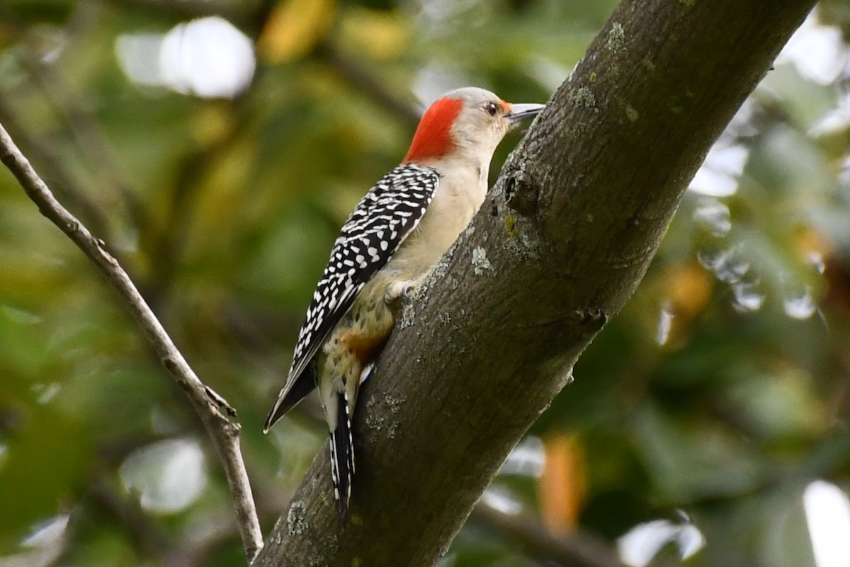 Red-bellied Woodpecker - ML376474601