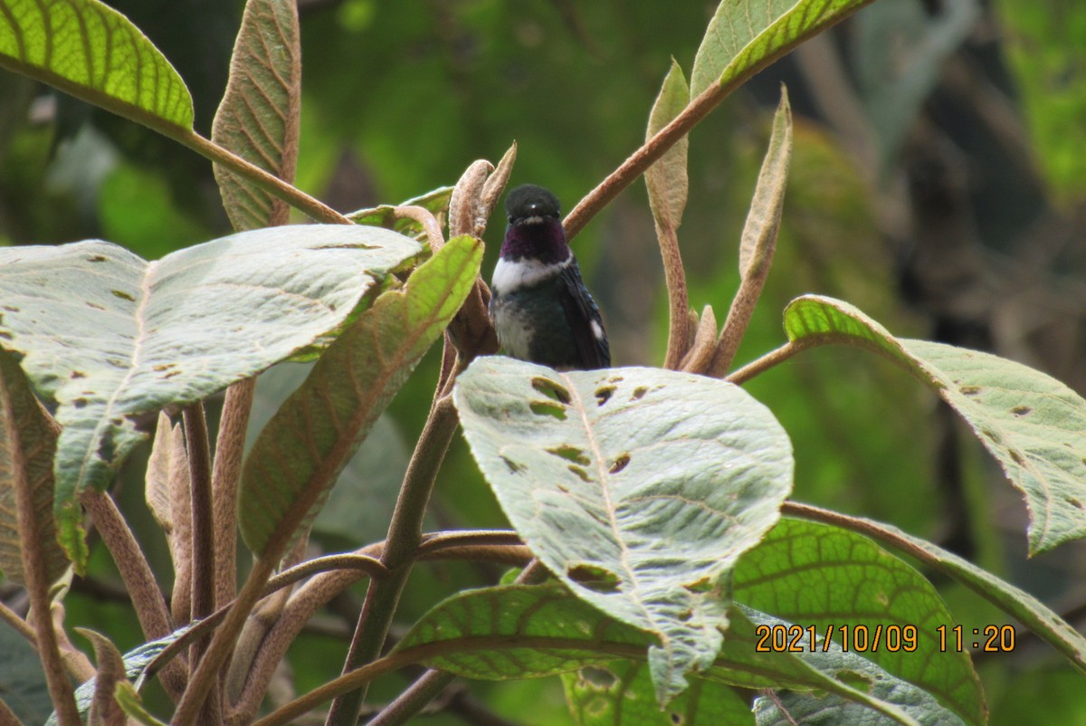 White-bellied Woodstar - ML376474651