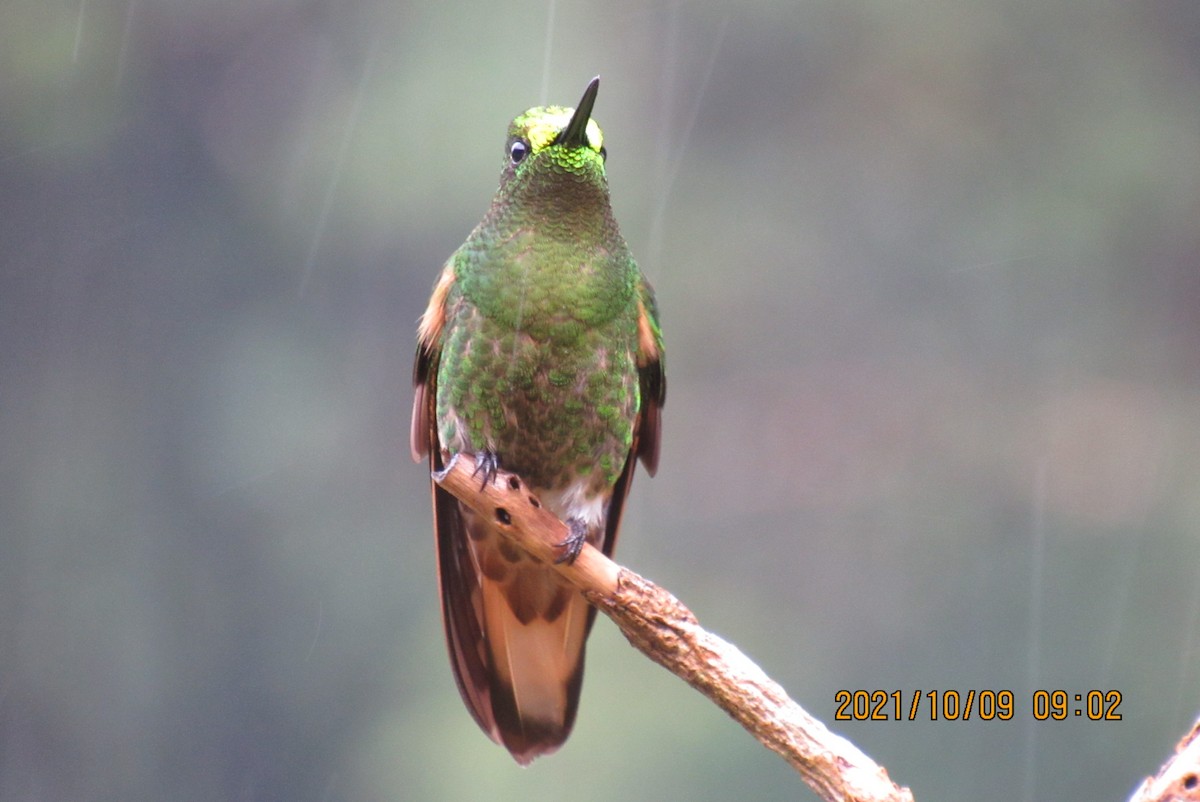 Buff-tailed Coronet - ML376474731