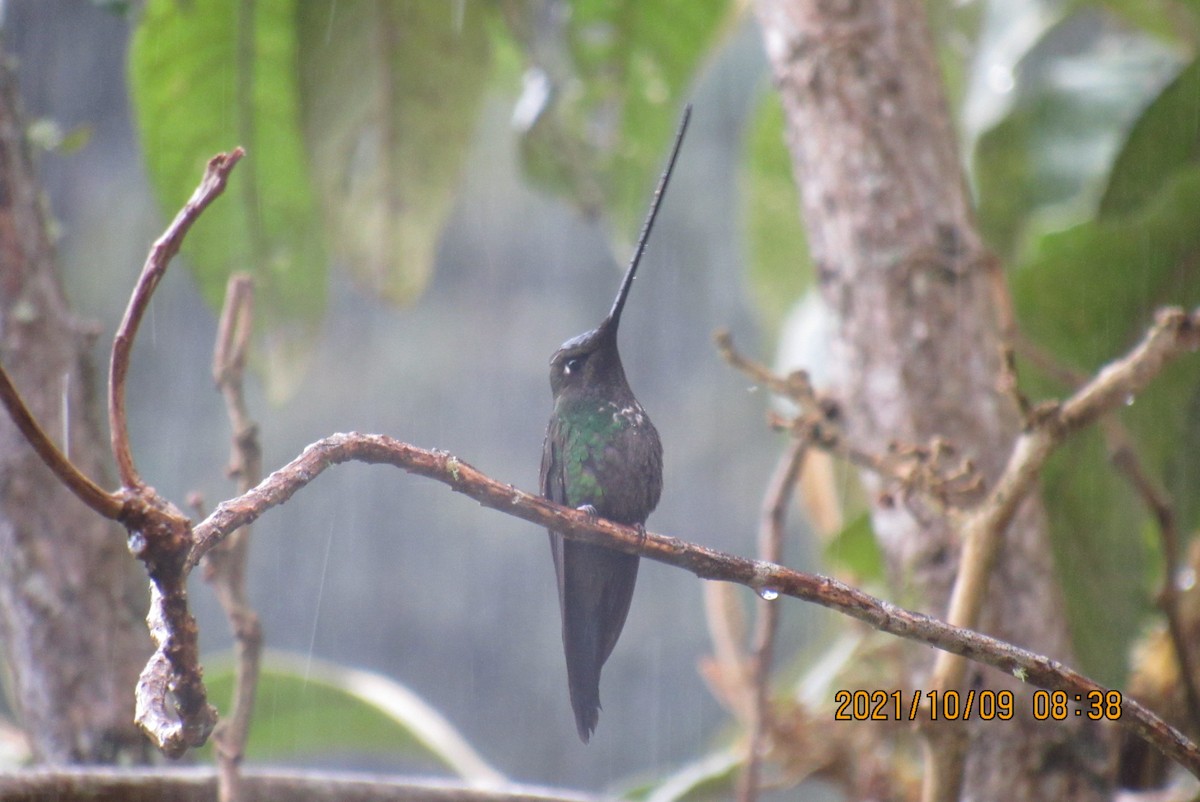 Sword-billed Hummingbird - ML376474831