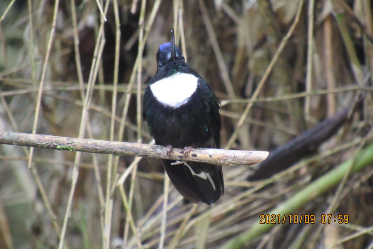 Collared Inca - Arvey  Mantilla